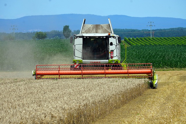 kombajn žne pšenicu na slovenskom poli letné dni